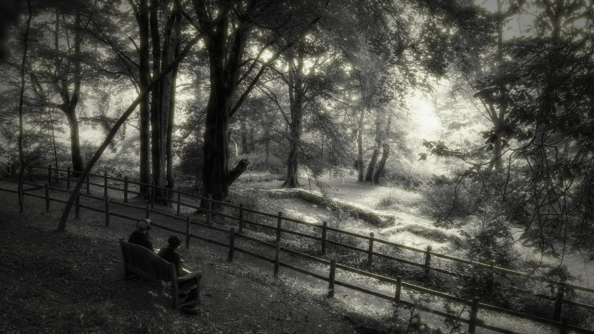 Chapel Wood, North Devon- LIVE